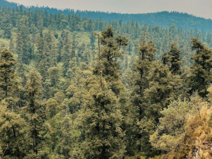 Parque Nacional Desierto de los Leones - Bosque